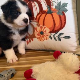 Gray car B1 - Black tri male Miniature American Shepherd puppy in Polo, Missouri from Fuzzbottom Miniature American Shepherd