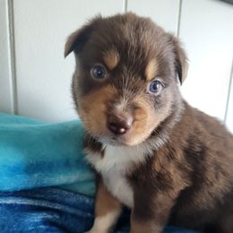 Australian Shepherd Puppies from Triple M Aussies
