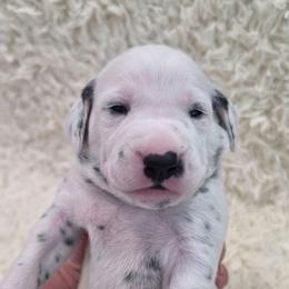 Flint (Orange Collar Boy) - White and black male Dalmatian puppy in Centereach, New York from LINY Dalmatians