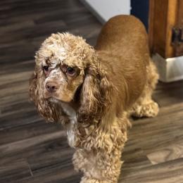 Cocker Spaniel All Grown Up from A&J Kennel