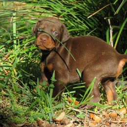 Doberman Pinscher Puppies from Debi Cruz
