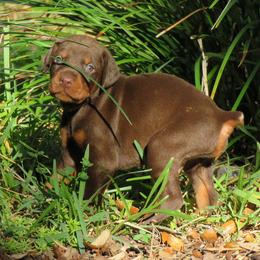 Doberman Pinscher Puppies from Debi Cruz