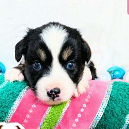 Darla - Black tri female Miniature Australian Shepherd puppy in Punta Gorda, Florida from Christie's Creekside Aussies