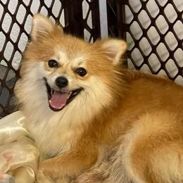 Butterball - Pomeranian