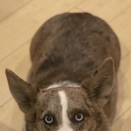 Betty Sue - American Corgi