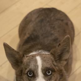Betty Sue - American Corgi