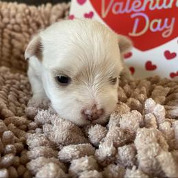 Appie - White female Morkie puppy in Taylorsville, North Carolina from Mountain Top Hot Tailz