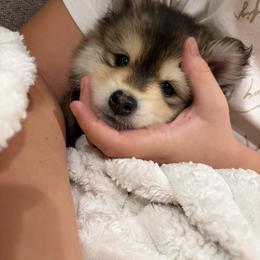 Simba - Chocolate male Pomsky puppy in Grandview, Washington from Alyssa’s Pomskies