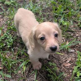 Zeus - Cream male Dachshund puppy in Winter Haven, Florida from Katrina's Punk Rock Dachshunds