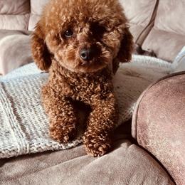 Mr Nelson - Poodle