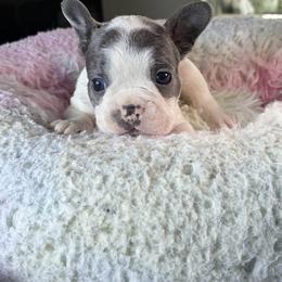 Cookie - Black and white male French Bulldog puppy in St. Cloud, Florida from M & A Frenchies