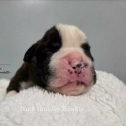 Black Beauties Bandito - Brindle male Boxer puppy in Elizabeth City, North Carolina from Black Beauties Boxers