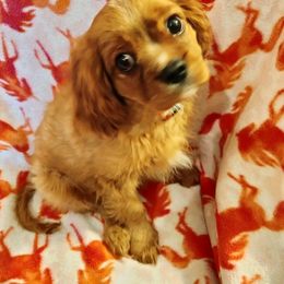 "akc   Ajax (Jack)" Cavalier King Charles Spaniel All Grown Up from Cavaliers at Carmen Acres Farm