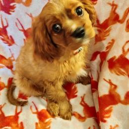 "akc   Ajax (Jack)" Cavalier King Charles Spaniel All Grown Up from Cavaliers at Carmen Acres Farm