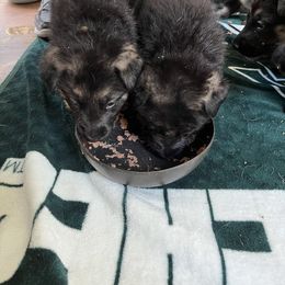 German Shepherd Puppies from Gems German Shepherd Dog Puppies