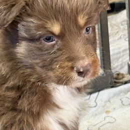 Tallie - Red tri-color Australian Shepherd puppy in Mineral Wells, Texas from A6 Australian Shepards
