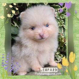 Leopard - Chocolate merle male Pomeranian puppy in Eatonville, Washington from Foxy Forest Poms