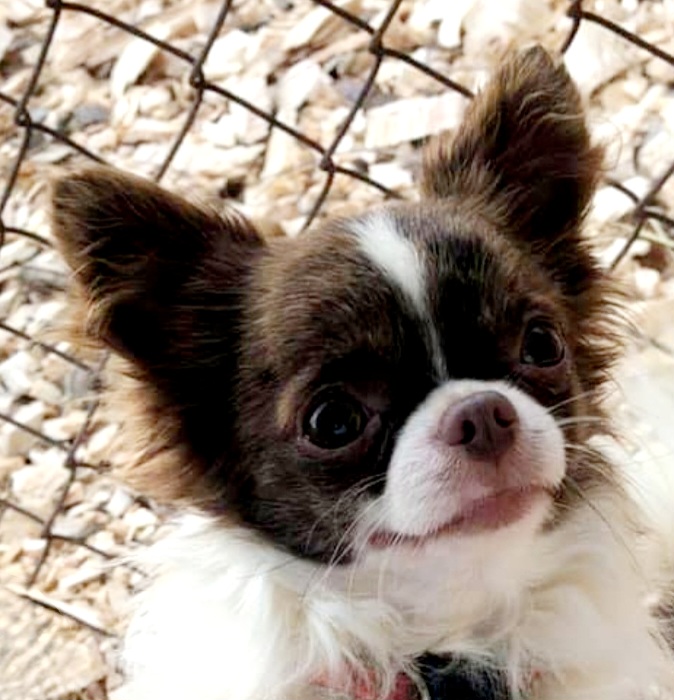 Russ - Chihuahua