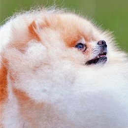Jackson - Pomeranian