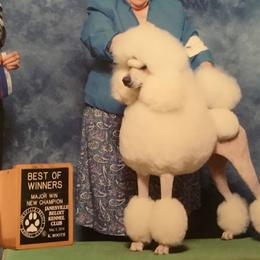 Poodles from Jouer Standard Poodles