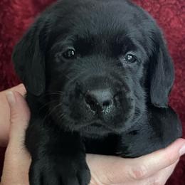 Black Female- Purple Collar - Black female Labrador Retriever puppy in Beaverdam, Virginia from Gold Heart Labradors