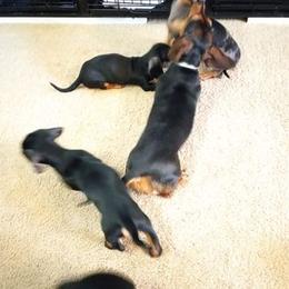 Dachshund Puppies from White River Valley Kennel