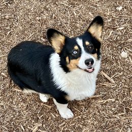 Voudoux - Pembroke Welsh Corgi