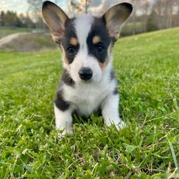 Luke - male Pembroke Welsh Corgi puppy in Olive Hill, Kentucky from Tompkins Farm