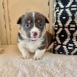 Glory - Blue female Pembroke Welsh Corgi puppy in Norman, Oklahoma from Charm Farm Corgis