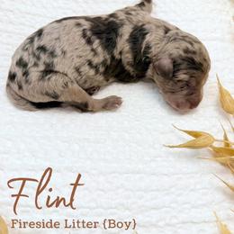 Flint - Merle male Goldendoodle puppy in Livermore, Colorado from Heritage Hills Family Doodles