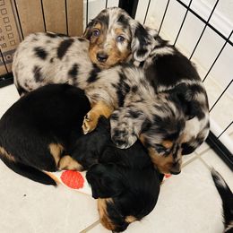 Dachshund Puppies from Doggie Dream House