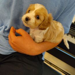 Mace - Blenheim male Cavapoo puppy in Mansfield, Ohio from Oasis Cavapoos
