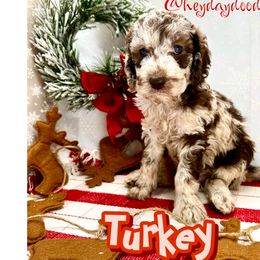 Turkey - Merle Goldendoodle puppy in Lititz, Pennsylvania from Heyday Doodles