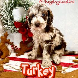 Turkey - Merle Goldendoodle puppy in Lititz, Pennsylvania from Heyday Doodles