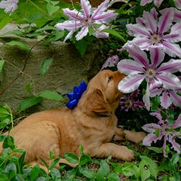 Golden Retriever Puppies from Singing Dog Farm