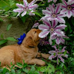 Golden Retriever Puppies from Singing Dog Farm