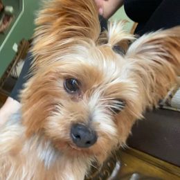 Yorkshire Terriers from Luzy Yorkies