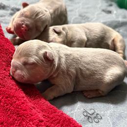 Lilac (masked) tan point 1 - Tricolors male French Bulldog puppy in Grafton, Ohio from K&J Frenchies