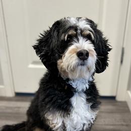 Freya - Bernedoodle
