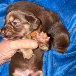 Chocolate and Tan - 1500 - Chocolate and tan male Dachshund puppy in Williston, Florida from Teenie Weenie Dachshunds