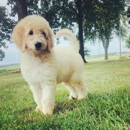 Goldendoodle Puppies from Royal Goldendoodles Doodle Lovers