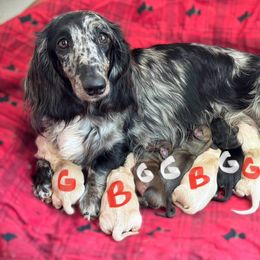 Cream - Cream male Dachshund puppy in Steele, Alabama from Taylored Dachshunds
