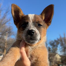 Brick - Red mottled female Australian Cattle Dog puppy in Oberlin, Kansas from Hangin R Kennels