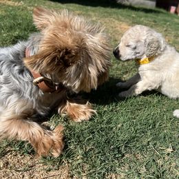 Poodle Puppies from Tyler Family Poodles