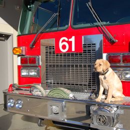 Labrador Retriever Puppies from Cecilie Drege