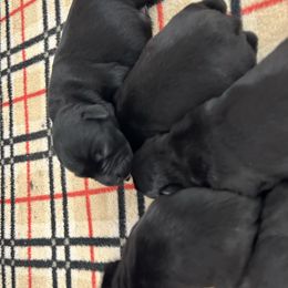 Oakley - Black male Miniature Schnauzer puppy in Springfield, Tennessee from My Lovable Schnauzers