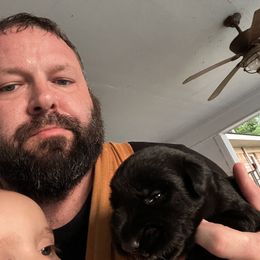 Giant Schnauzer Puppies from Toledo Bend Giants Vom Zitronen