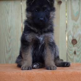 KitKat - Black and red female German Shepherd puppy in Middlesex, North Carolina from Ace of Hearts K9’s