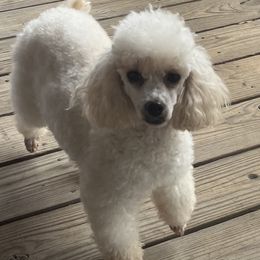 Luna - Poodle