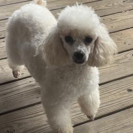 Luna - Poodle